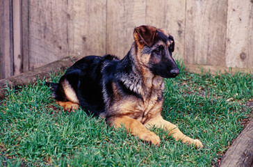A German shepherd puppy in grass