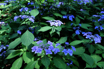 アジサイ（ミヤマヤエムラサキ）1