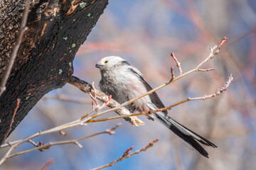 European long-tailed tit, latin name Aegithalos caudatus. A bird sitting on a branch in a deciduous forest.