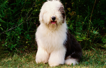 Old English sheepdog on grass