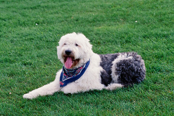 Old English sheepdog on grass