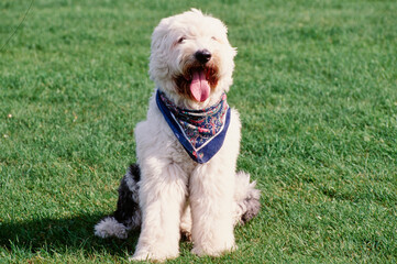Old English sheepdog on grass