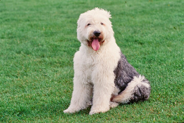 Old English sheepdog on grass