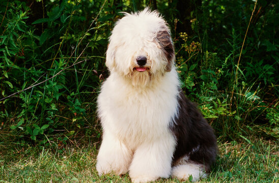 Old English sheepdog on grass