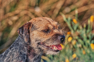 Close up of a border terrier