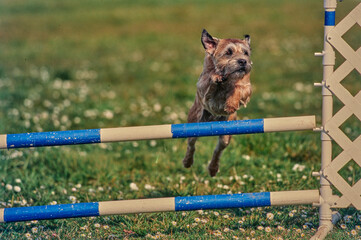 A border terrier on an agility course