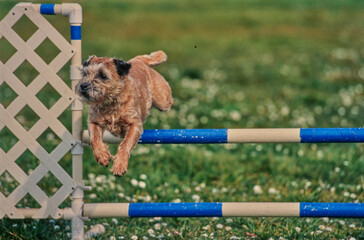 A border terrier on an agility course
