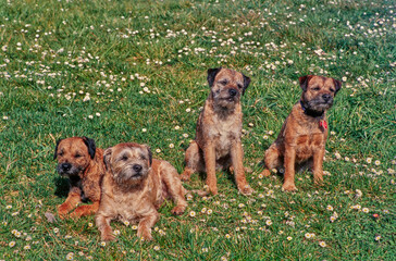 Border terriers on grass
