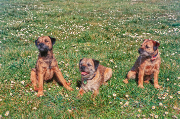 Border terriers on grass
