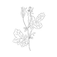 Celandine flower hand drawn graphic vector botanical illustration, doodle ink sketch branch isolated on white, medical plant line art, healing herb design for greeting card, medicine, cosmetic