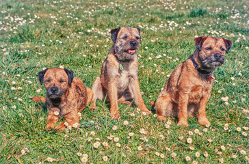 Border terriers on grass