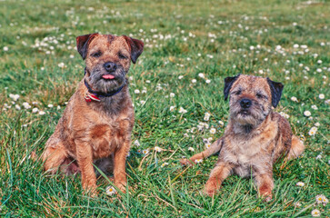 Fototapeta na wymiar Border terriers on grass