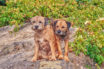 Border terriers on a rock