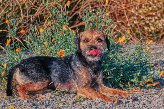 A border terrier on gravel