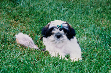 Fototapeta premium Shih Tzu in grass