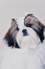 Close up of a Shih Tzu on white background
