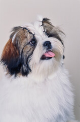 Close up of a Shih Tzu on white background