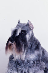 Close up of a schnauzer on white background