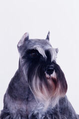 Close up of a schnauzer on white background