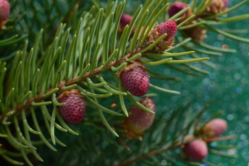 Spruce blossoms with pink cones close-up