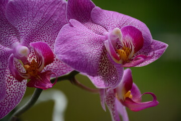 Fototapeta na wymiar Beautiful pink orchids on blurred green background