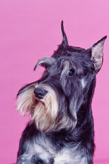 A close-up of a schnauzer on a pink background