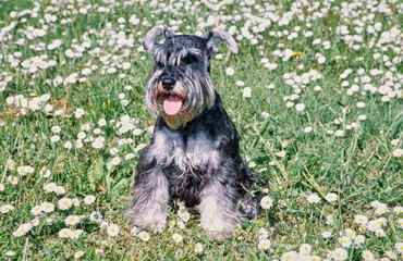 A schnauzer in grass