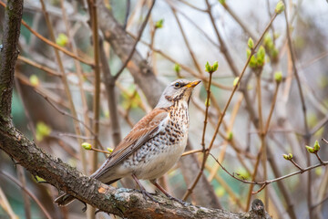 Fieldbird sits on a branch in spring with a blurred background.