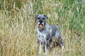 A schnauzer in grass