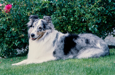 A sheltie dog on grass