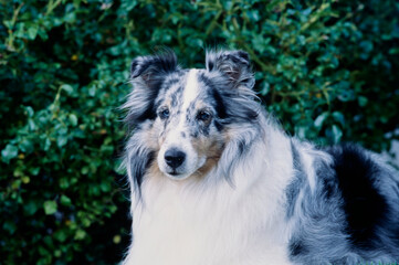 Fototapeta premium A close-up of a sheltie with greenery in the background