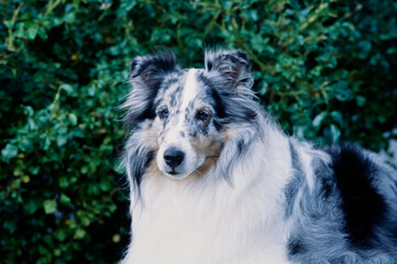 A close-up of a sheltie with greenery in the background