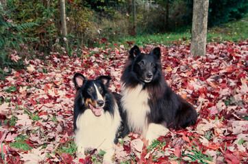 Two shelties laying in leaves