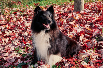 A sheltie in autumn leaves