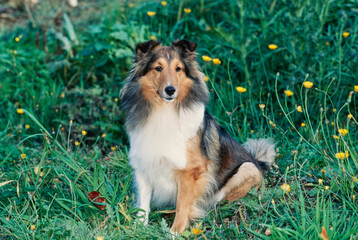 Sheltie in grass