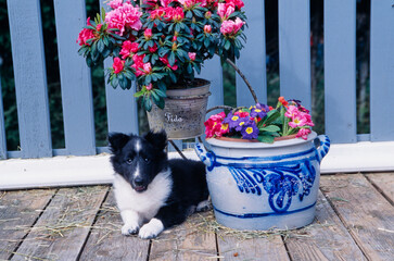 A sheltie puppy and flower pot on a porch