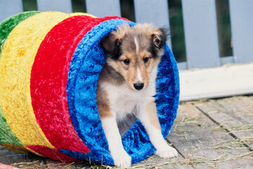 A sheltie puppy in a tunnel toy on a porch