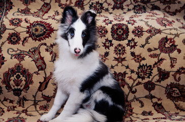 A sheltie on a sofa