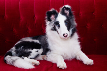 Sheltie on a red sofa