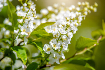 Bird cherry branches in the garden in spring