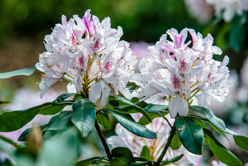 White rhododendron blooms against the background of green grass
