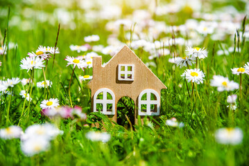 The symbol of the house stands among white daisies
