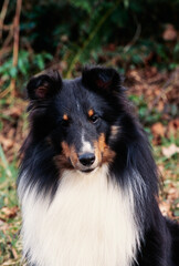 A close-up of a sheltie