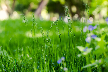 green grass with bokeh background. Natural landscape with fresh leaves green meadow and blur in.