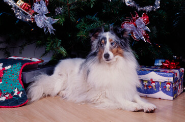 A sheltie under a Christmas tree