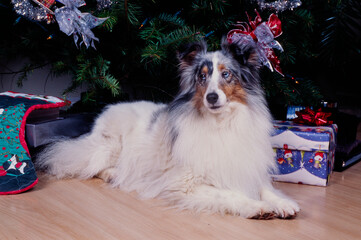 A sheltie under a Christmas tree