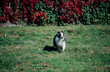 Obraz premium A sheltie in grass