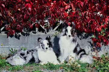 Two shelties under a canopy of red leaves