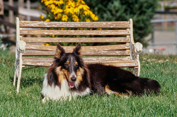 A sheltie on grass
