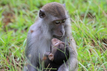 見つめ合うカニクイザルのお母さんと赤ちゃん